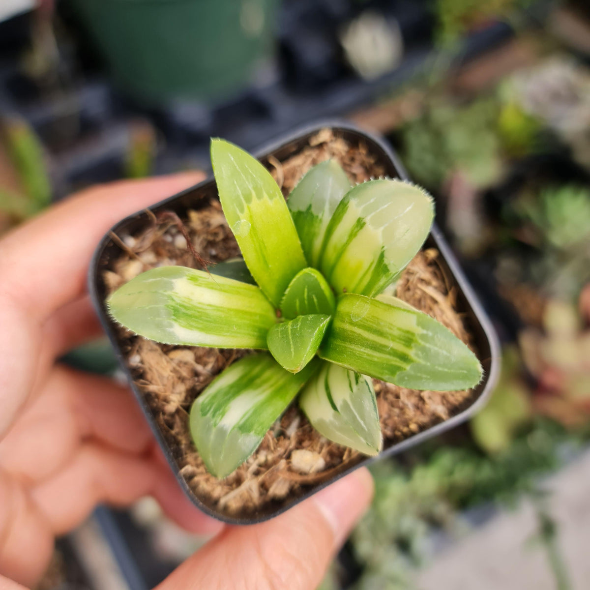 2"pot Rare Import live plants Haworthia Varigated Heidelbergensis