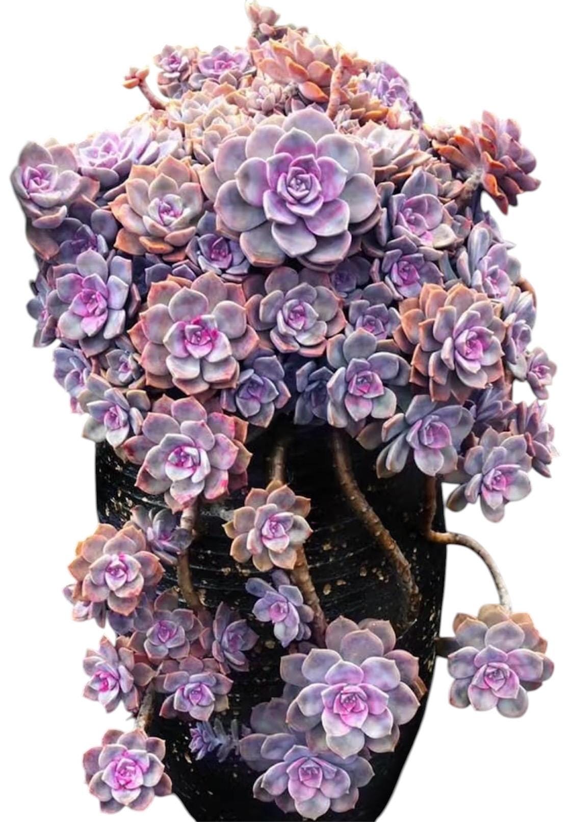 2”pot 4”pot Graptopetalum Purple Delight