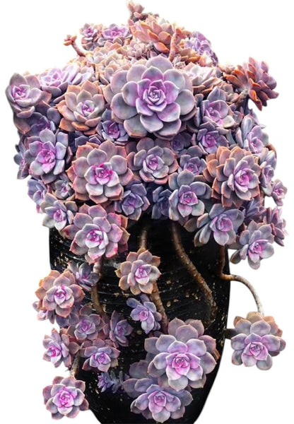 2”pot 4”pot Graptopetalum Purple Delight