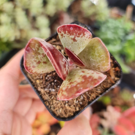 [Series] Adromischus Succulents – 2" Pots (5 Varieties)