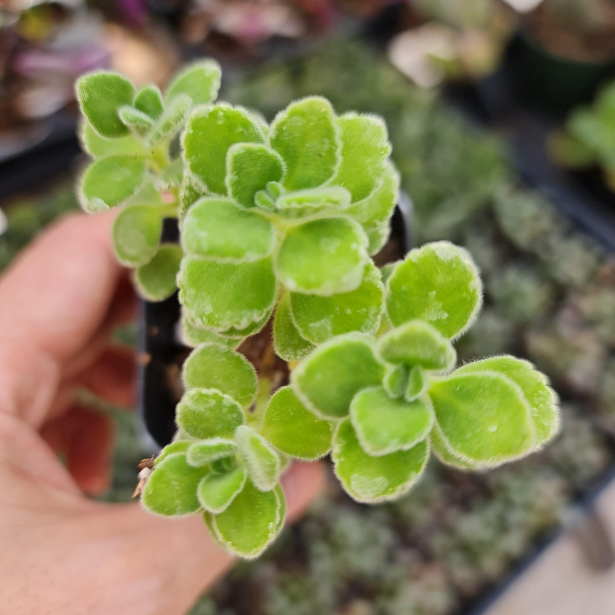 2" pot Succulent Plants plectranthus Tomentosa