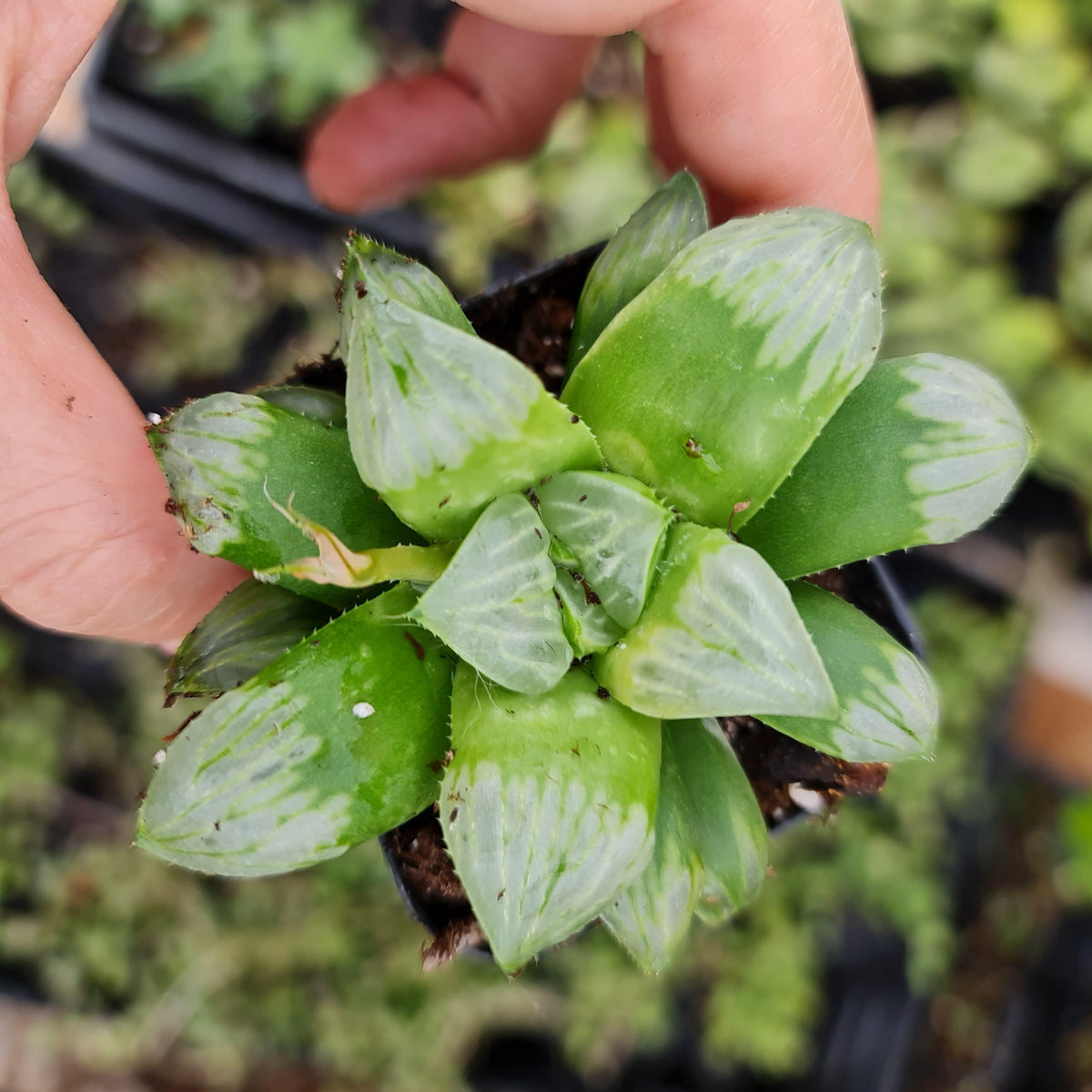 2"pot Haworthia Byakuya