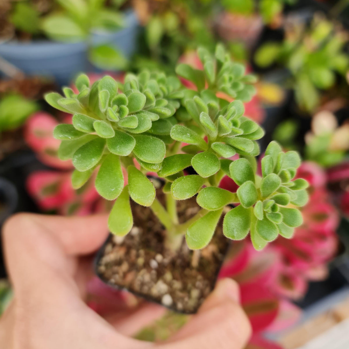 [Series] Aeonium Succulents – 2" Pots (5 Varieties)