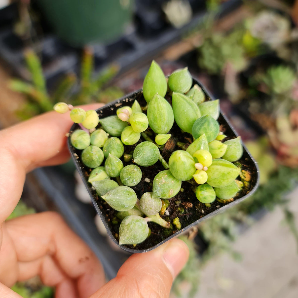 2"pot Rare Succulent Plants String of tears variegated rooted