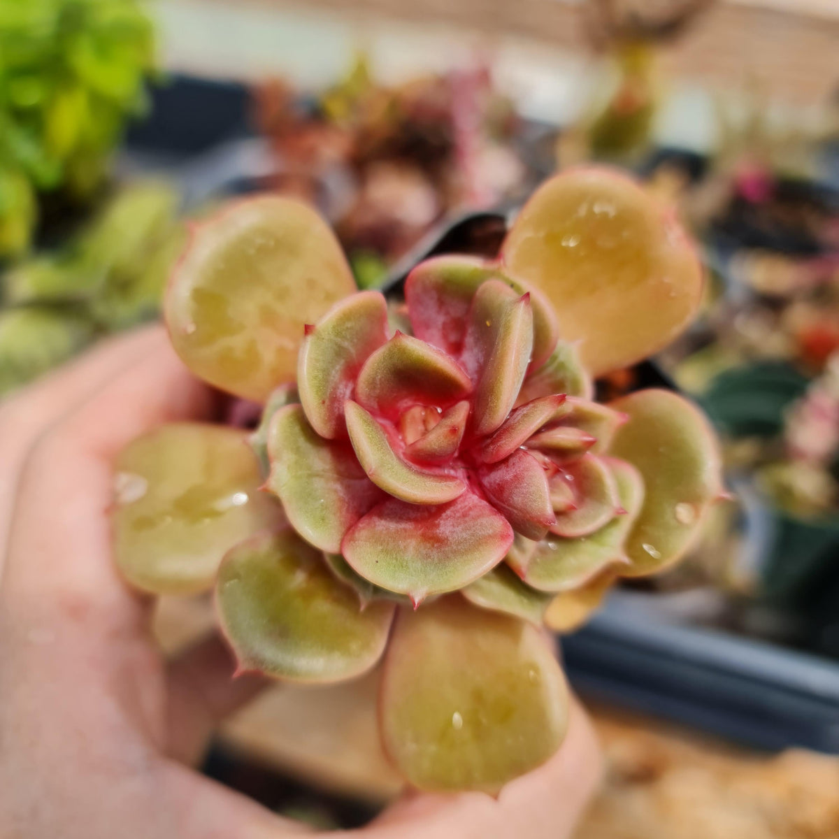 2” pot Rare Plants Echeveria Vampire 'Red ball'