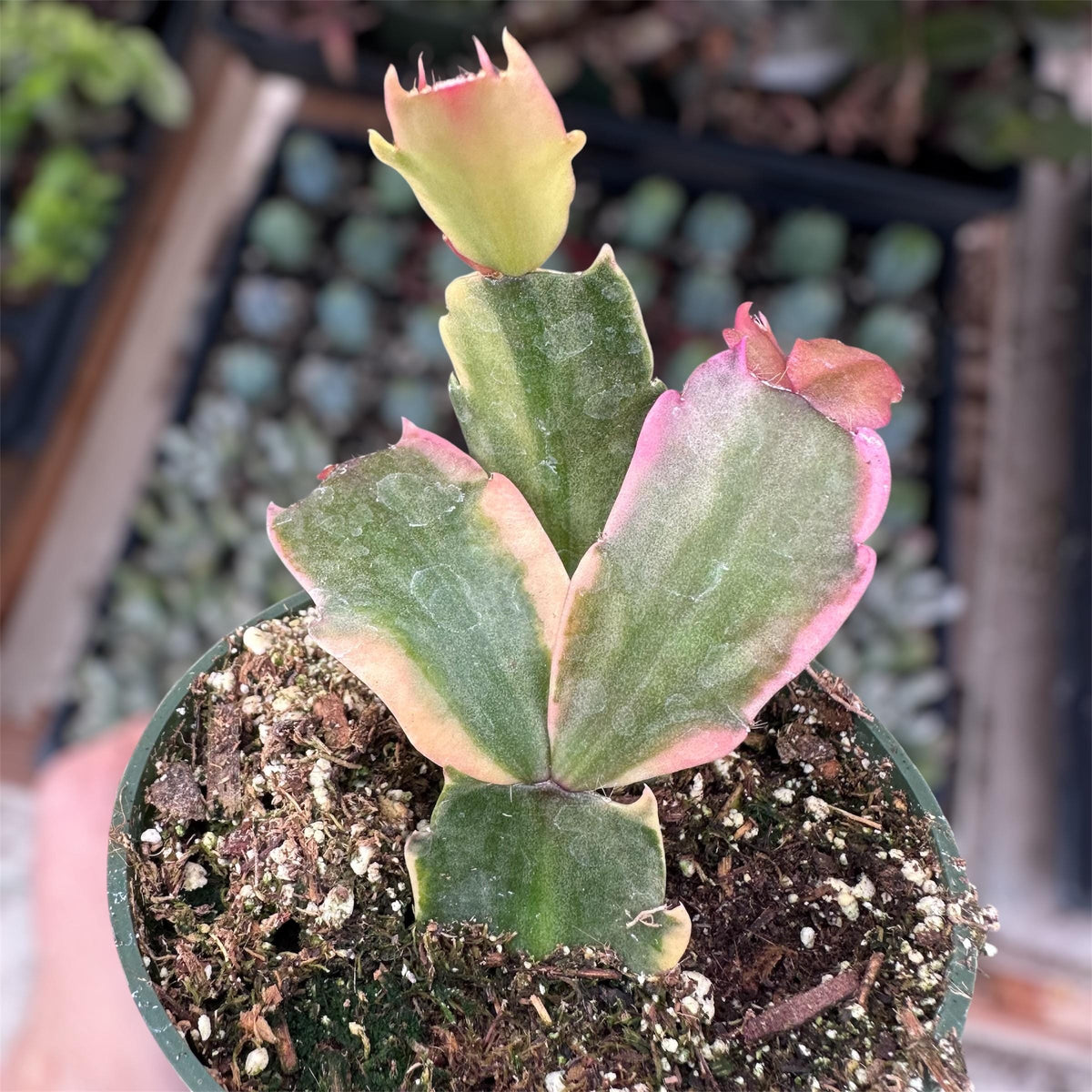 4" pot Rare live plants Variegated Thanksgiving Cactus rooted
