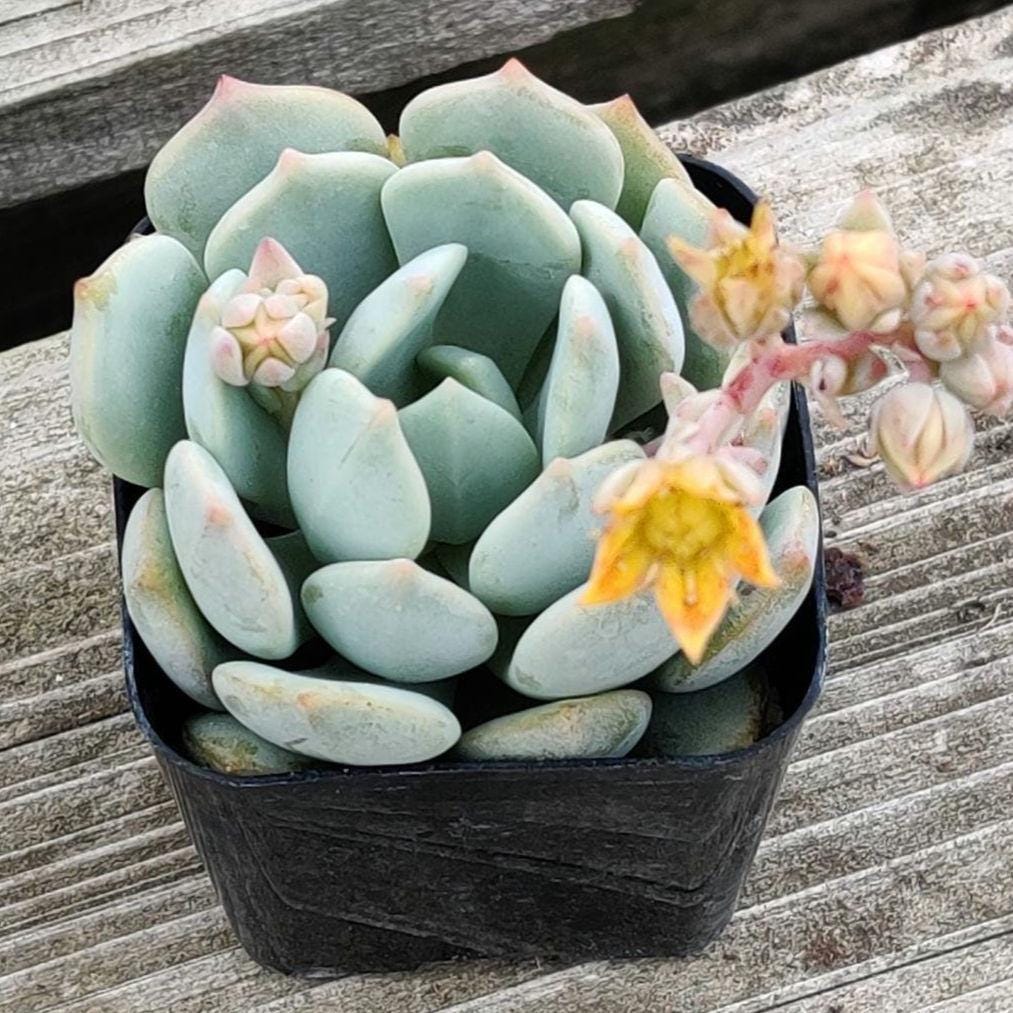 2"pot Echeveria Moonglow