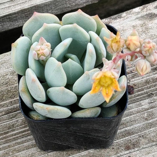 [Series] Echeveria Succulents – 2" Pots (14 Varieties)