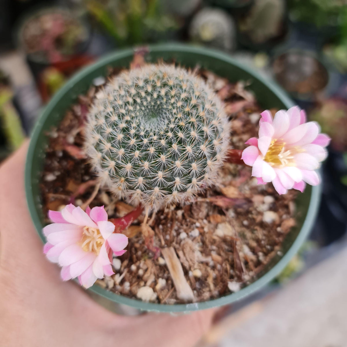 4"pot Rebutia narvaecensis