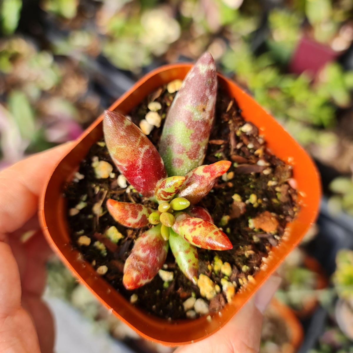 Rare Succulent 2.5"pot Adromischus filicaulis ‘Red Spot’