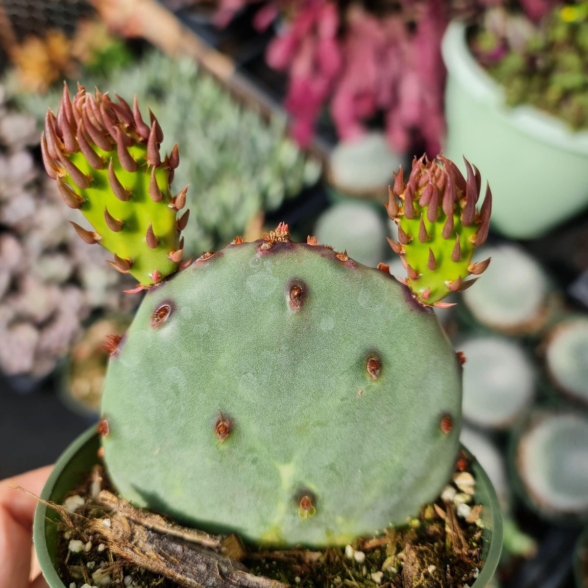 4"pot Live purple color Opuntia Santa Rita
