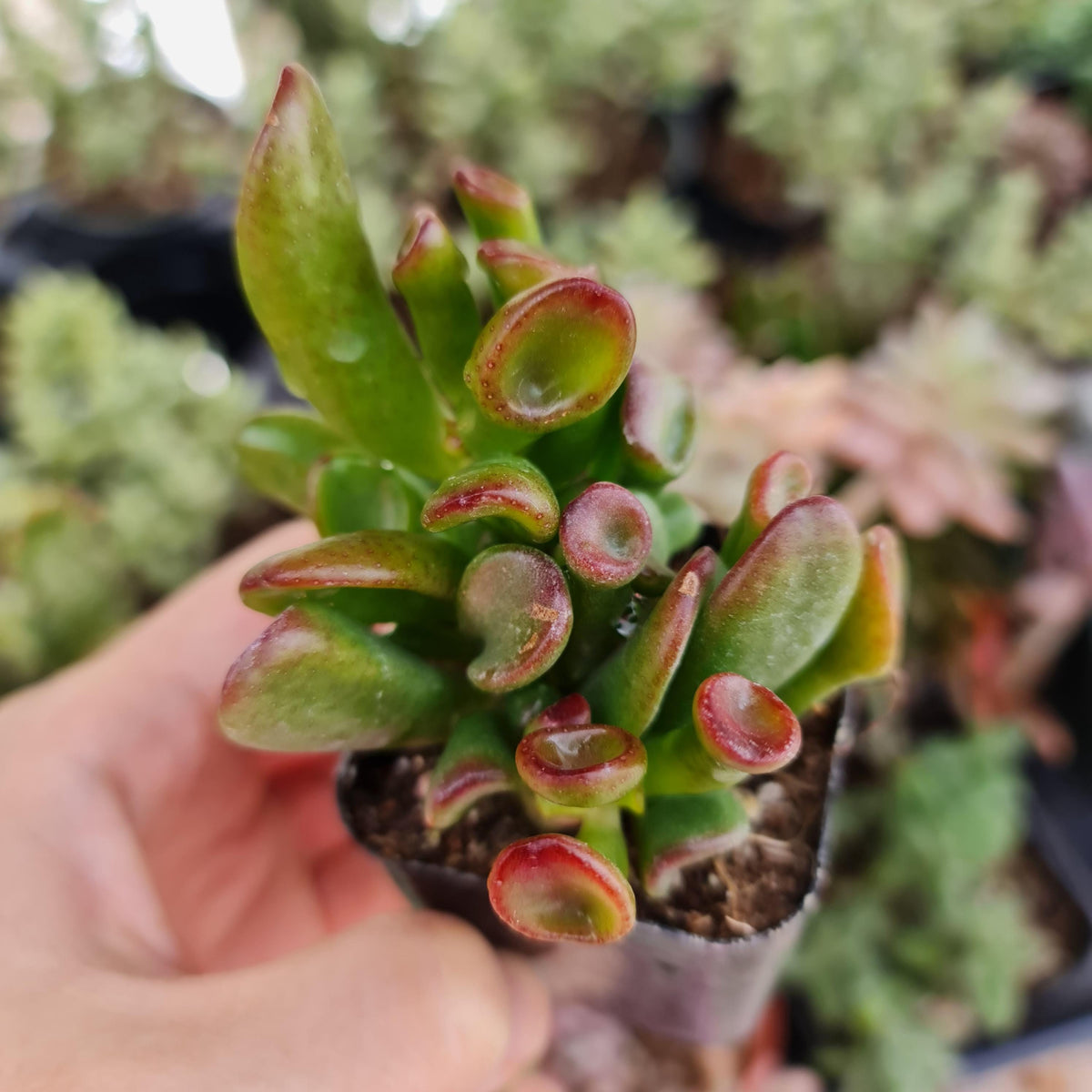 2" pot  Ogre Ears Jade