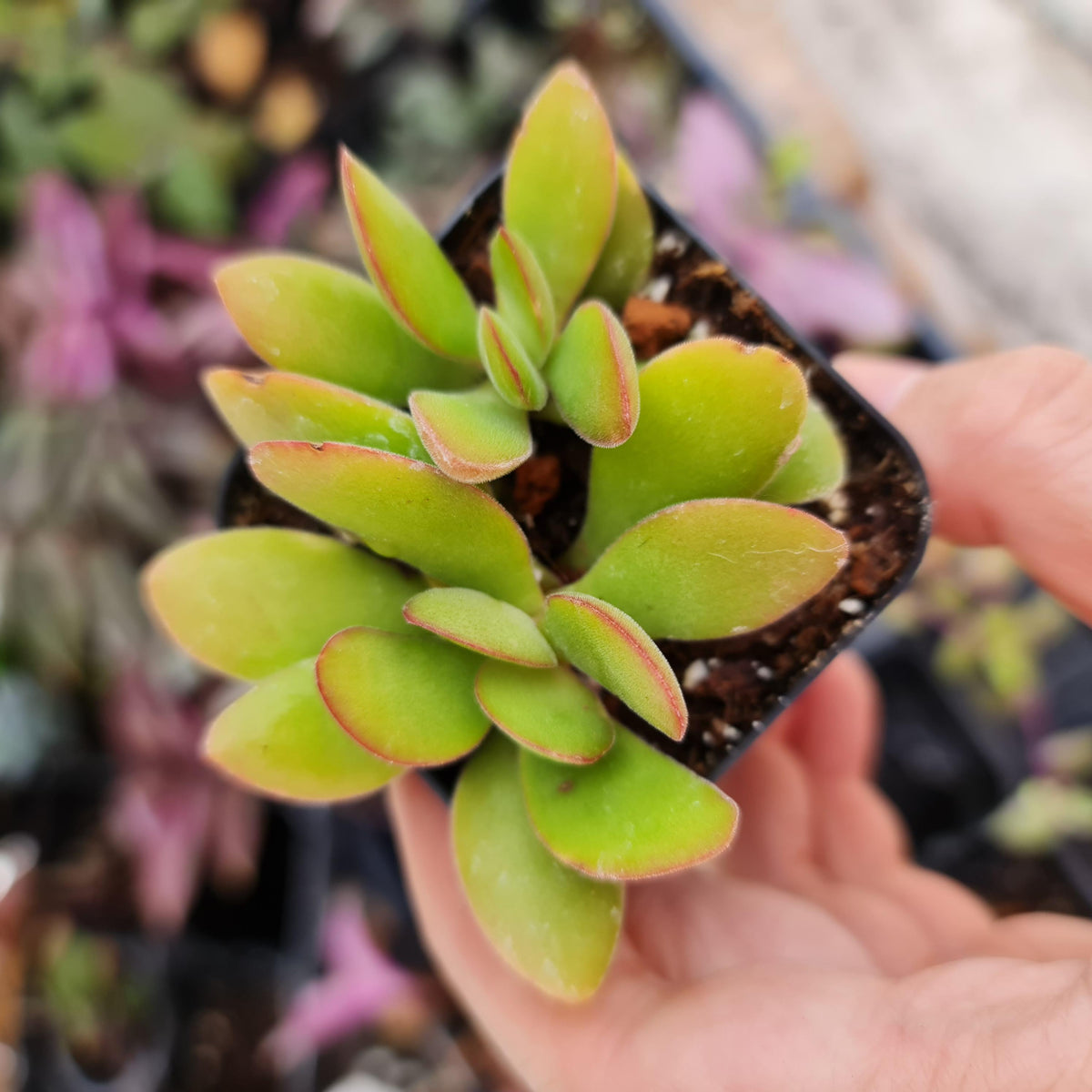 2"pot Crassula Money Maker