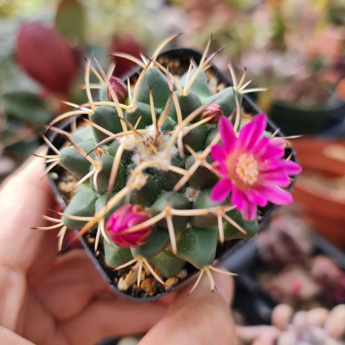 2"pot Cactus Plants Mammillaria krameria