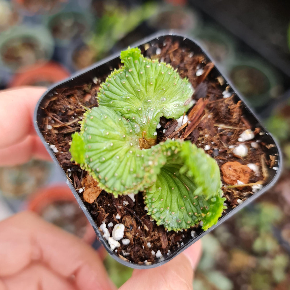 2"pot Euphorbia flanaganii f. cristata