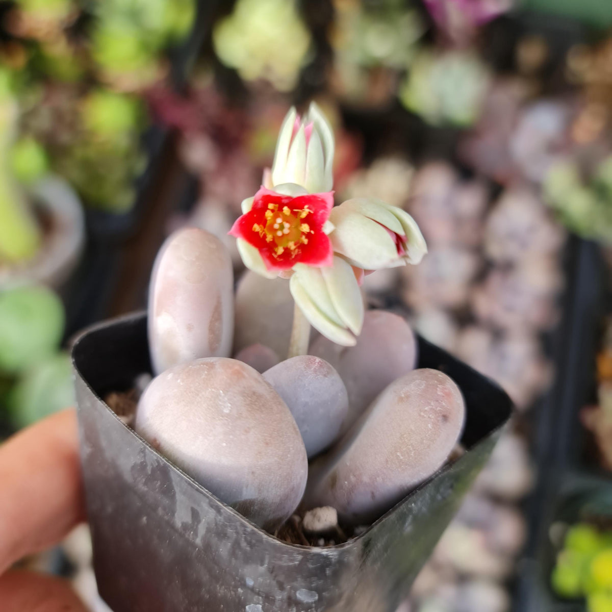 2" pot Moonstone Pachyphytum oviferum