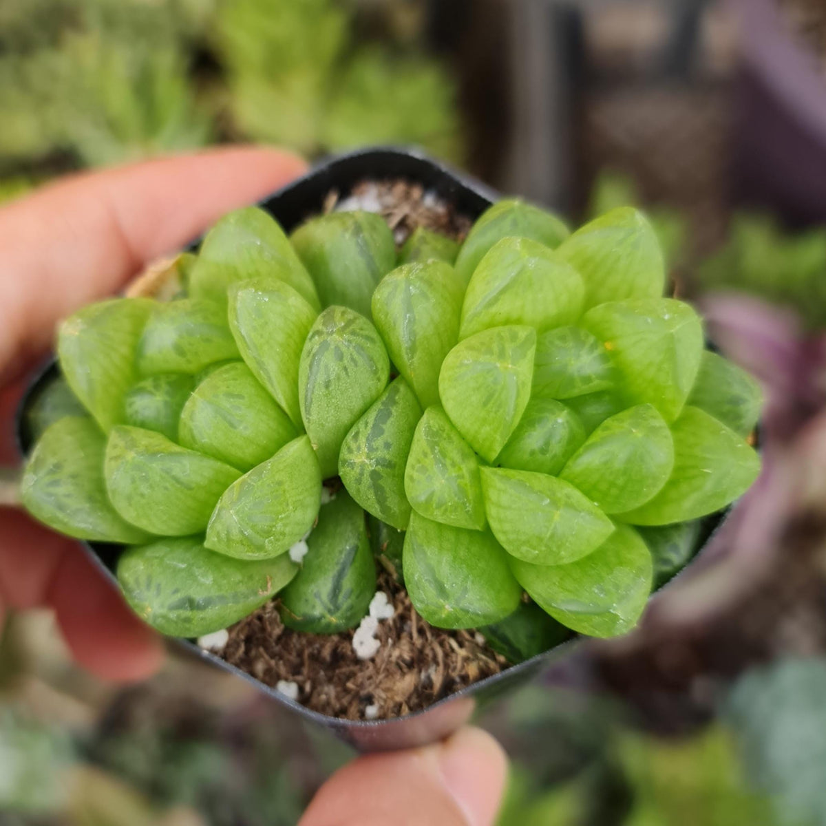 [Series] Haworthia Succulents – 2" Pots (12 Varieties)