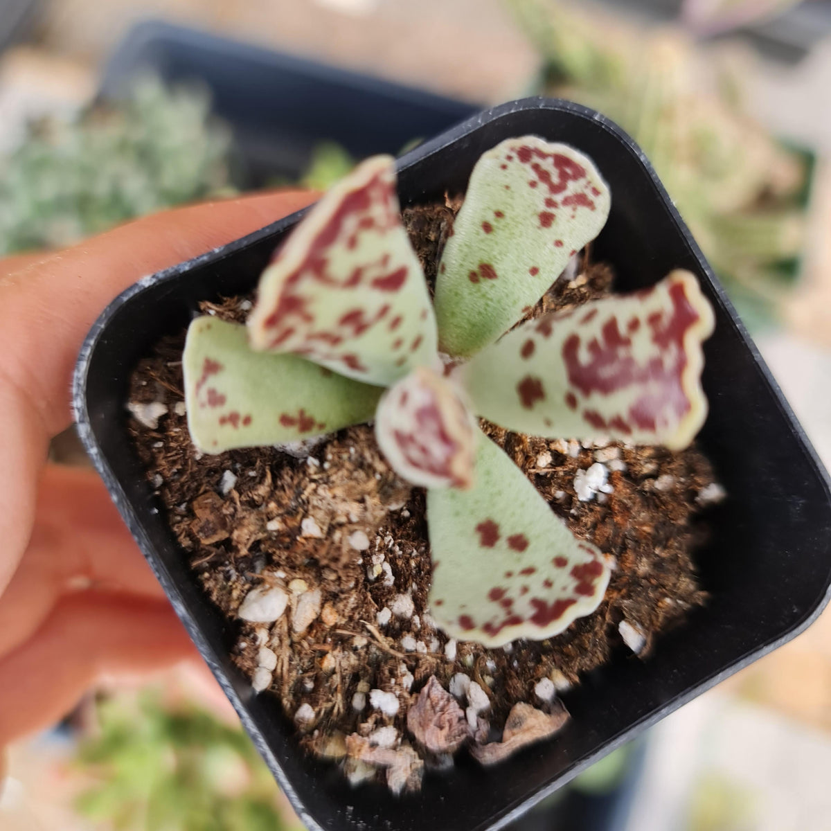 Rare Succulent 2"pot Adromischus Cooperi