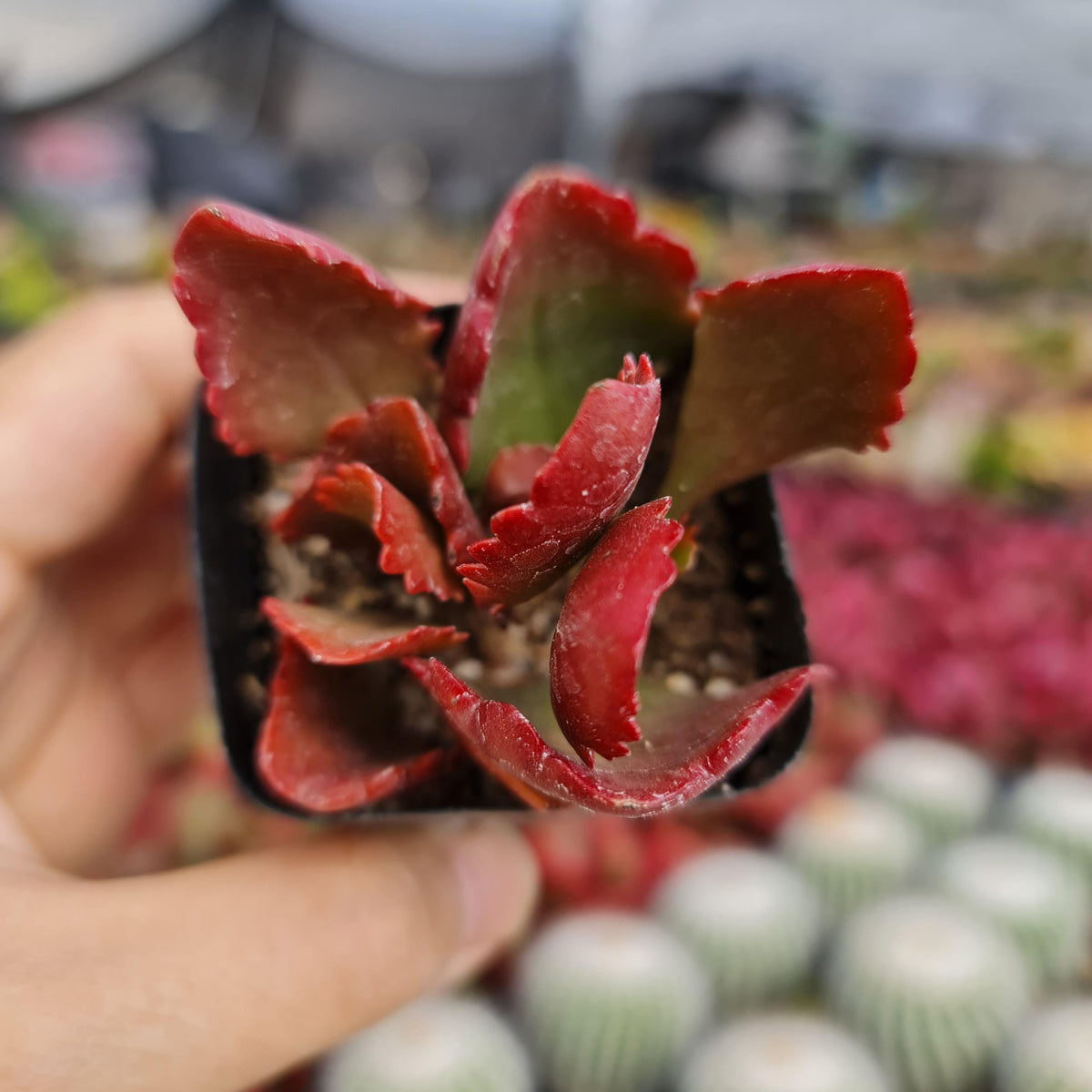 2” pot Kalanchoe Sexangularis