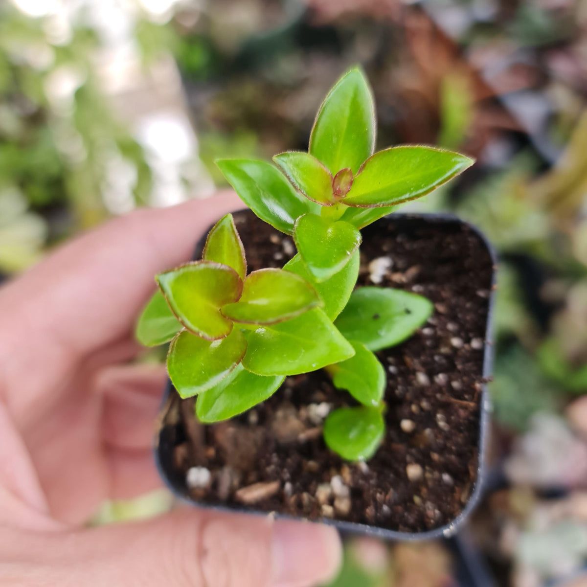2"pot 4”pot Golden fish plant