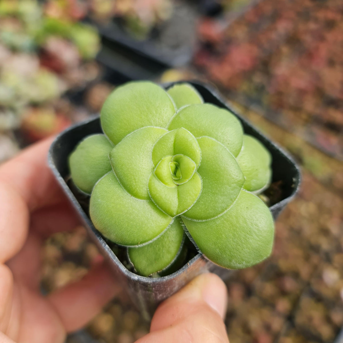 2"pot  Succulents Plants Crassula Orbicularis