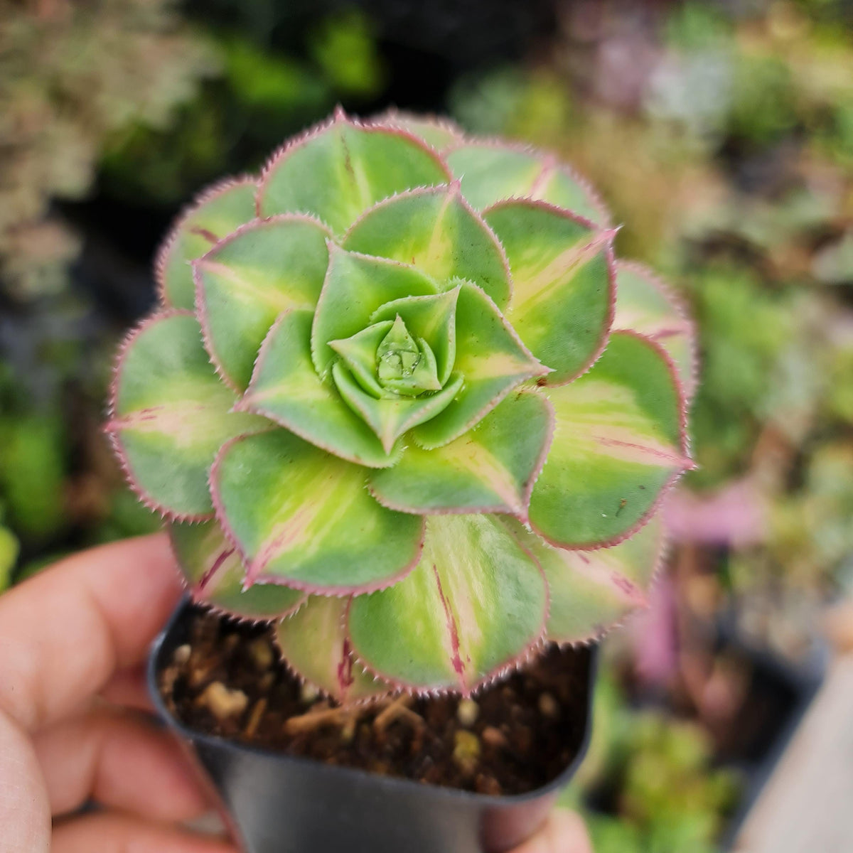 [Series] Aeonium Succulents – 2" Pots (5 Varieties)