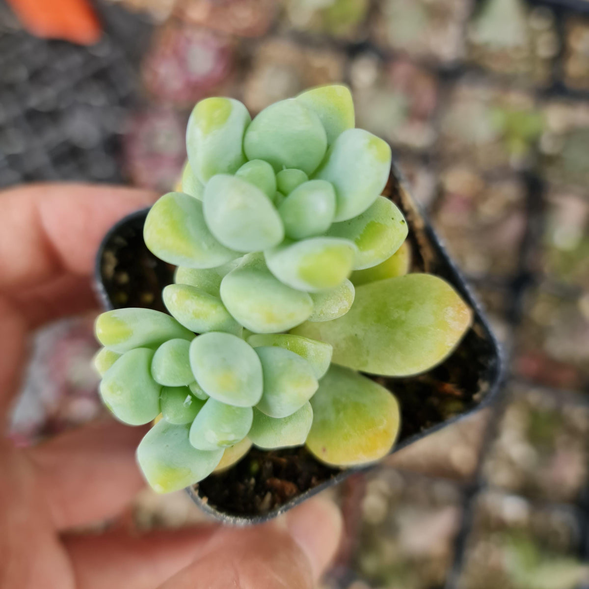 2" pot Succulent Plants bubble candy