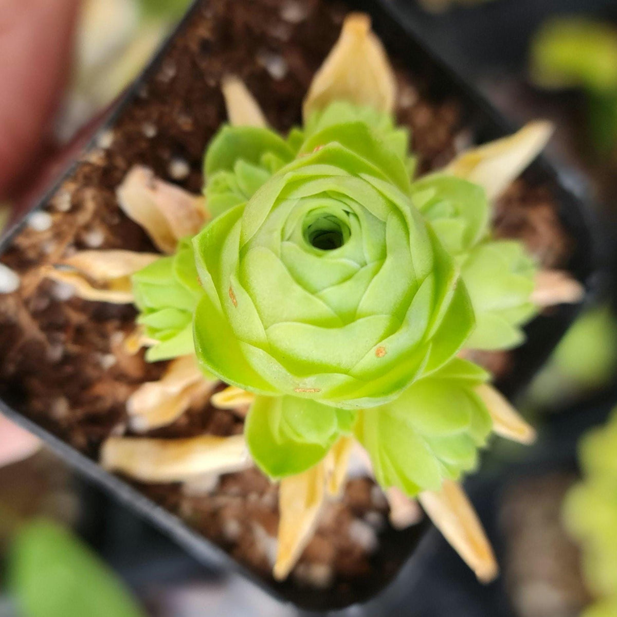 2"pot Rare Succulents Plants Greenovia Dodrentalis
