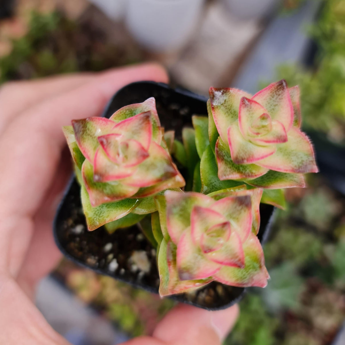 2”pot Succulent Plants  Crassula Perforata Variegata