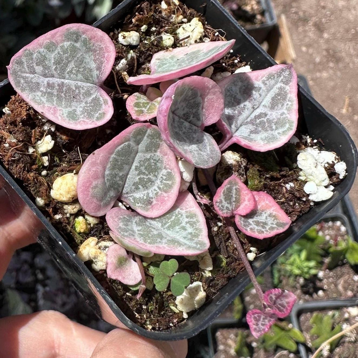 2"pot String of hearts variegated