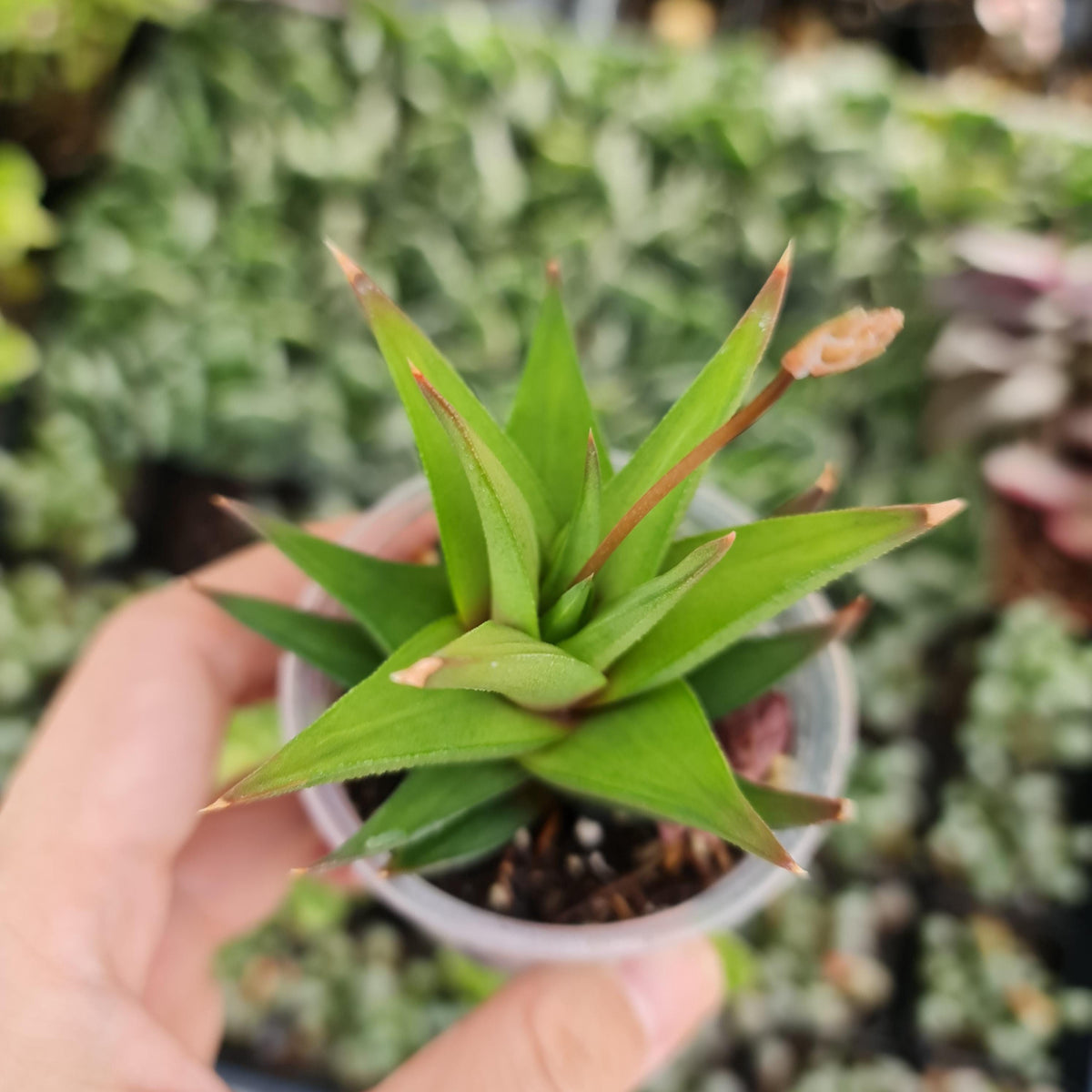 2" pot Haworthiopsis Attenuata var. Glabrata