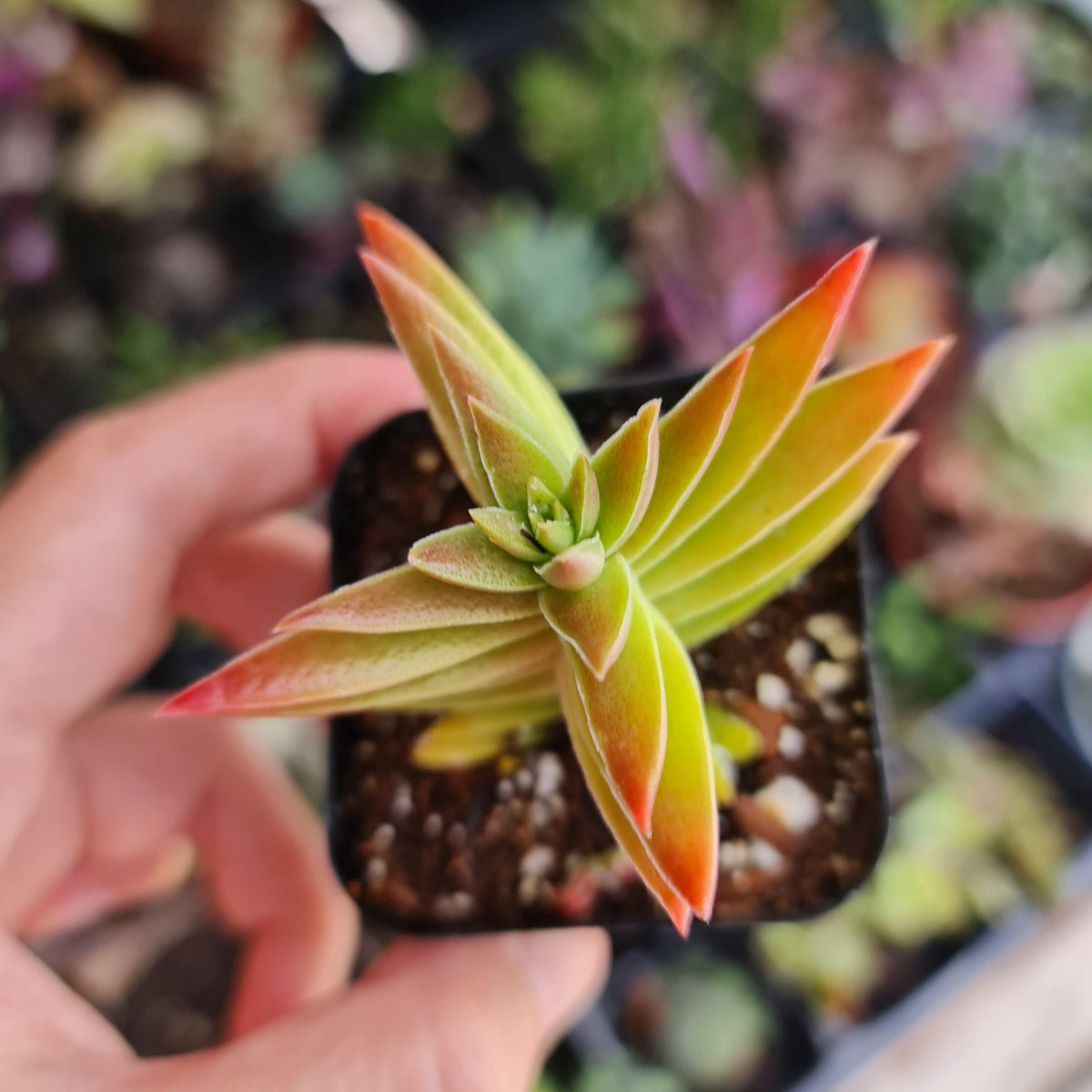 2"pot Crassula Capitella Red Pagoda plant