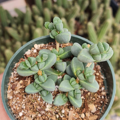 2"&4” pot Succulents Corpuscularia Lehmannii Ice Plant