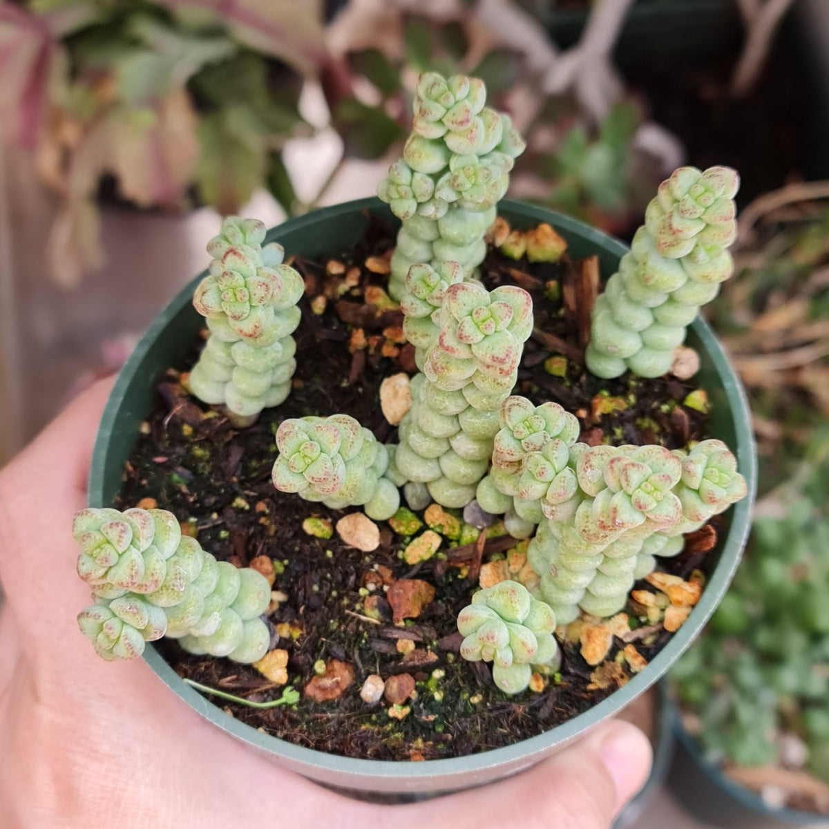 4”pot Crassula 'Baby's surprise'