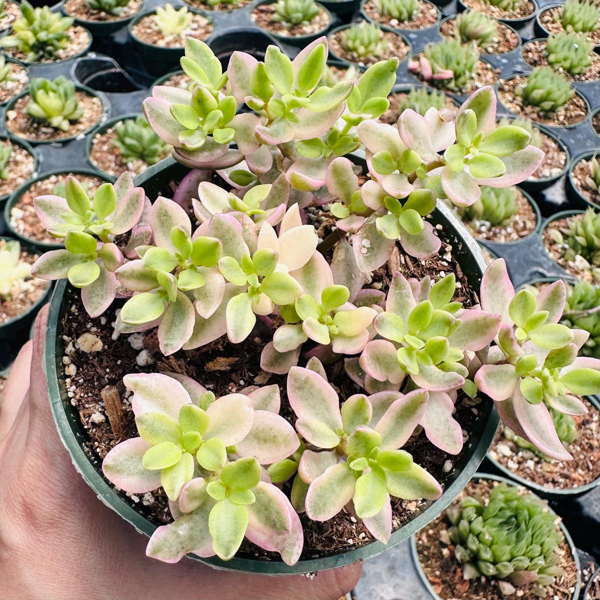4"pot Crassula volkensii variegata