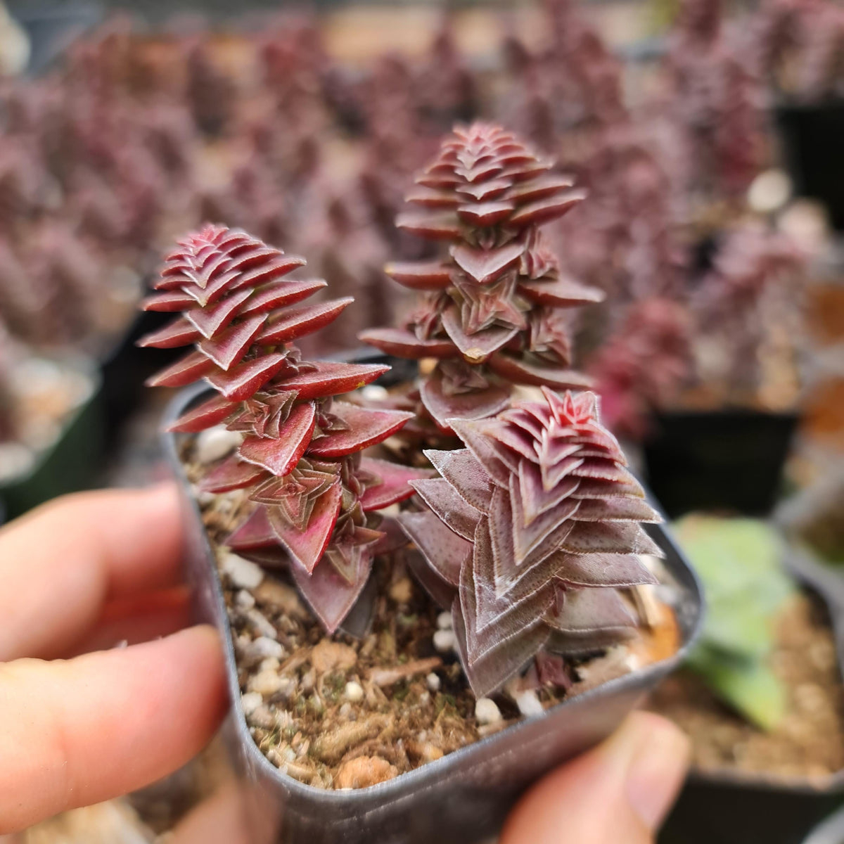 2"pot Crassula tabularis Pagoda Village