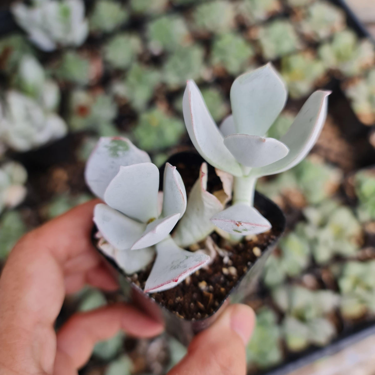 2"pot Cotyledon orbiculata -Pig's Ear