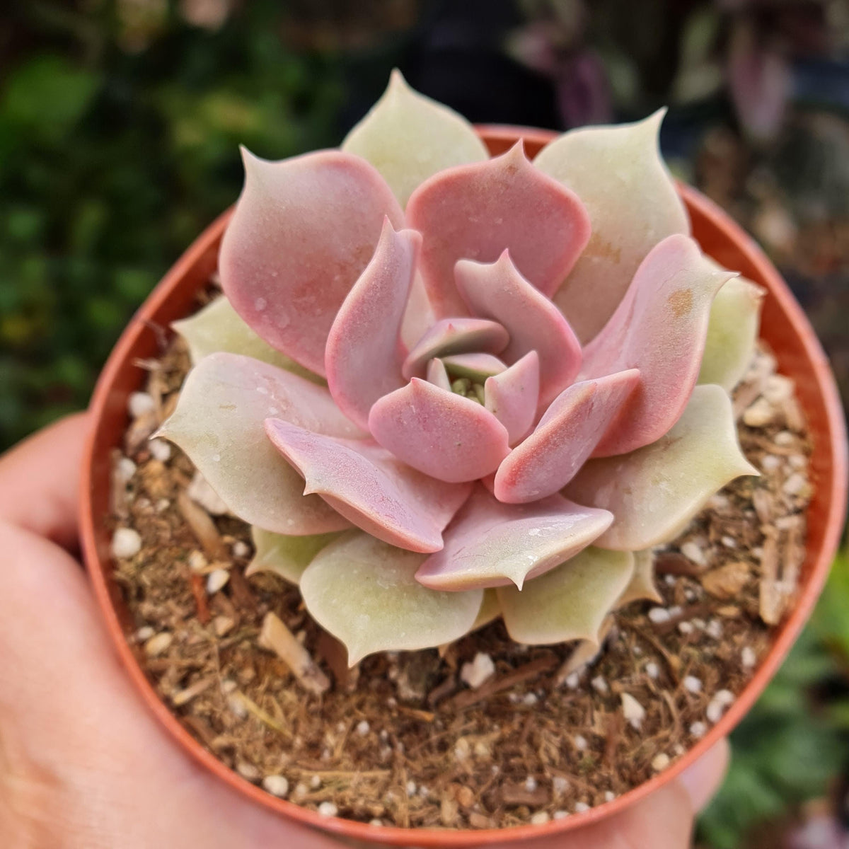 4"pot Echeveria Pink Lola/Echeveria Pink Diamond