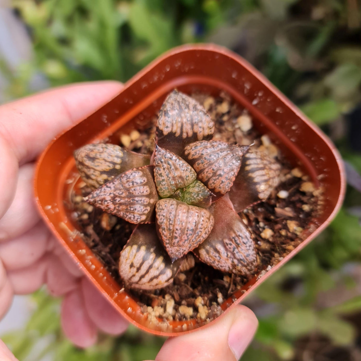 2.5"pot Rare Succulents Plantsh Haworthia Picta