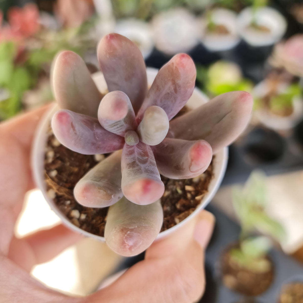 [Series] Sedum Succulents – 2" Pots (8 Varieties)