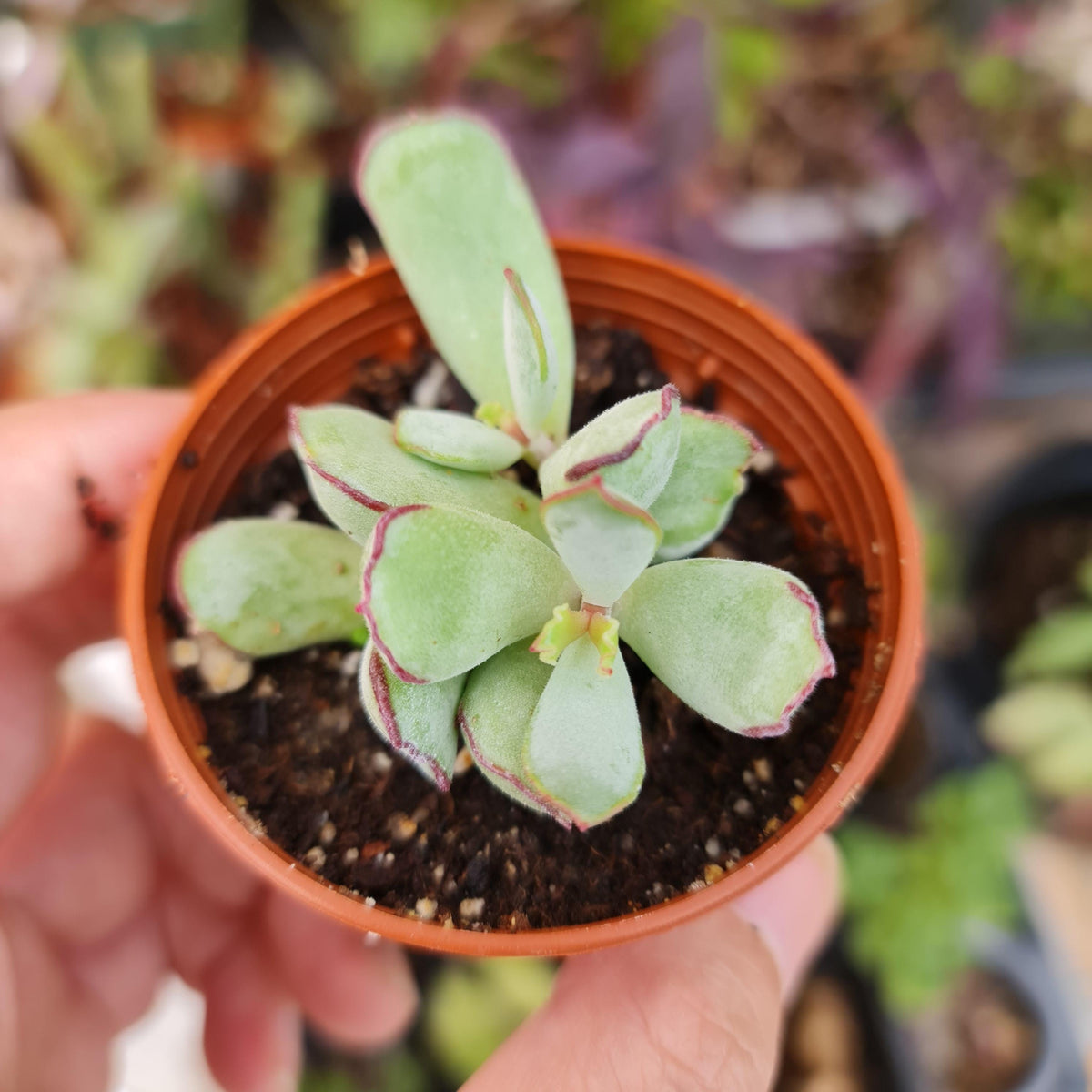 Cotyledon 'Choco Line' succulent plant with brown-edged leaves in 2-inch pot