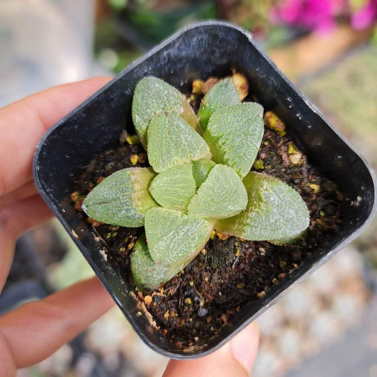 2”pot Rare Succulent Plants Haworthia Pygmaea Hybrid