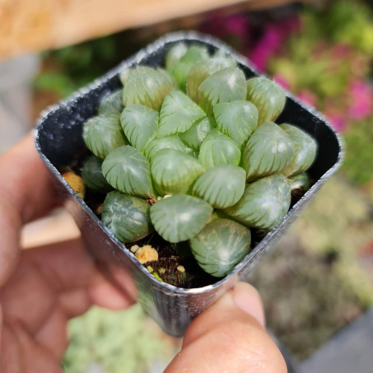 2”pot Rare Succulent Plants haworthia cooperi ice lantern