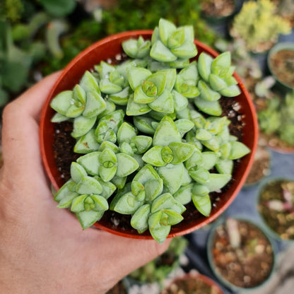 2"pot 4"pot Crassula Rupestris