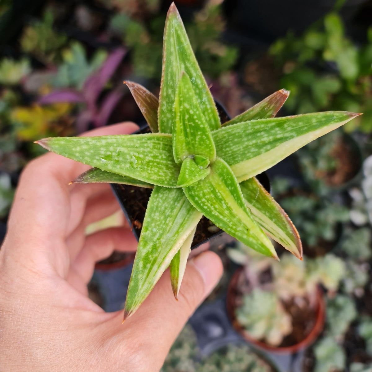 Rare 2" pot Gasteraloe 'Green Gold' Variegated