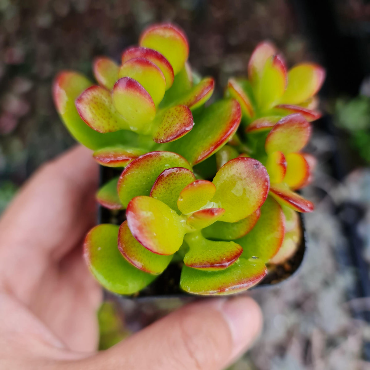2" pot Crassula Ovata Jade Succulent Plant