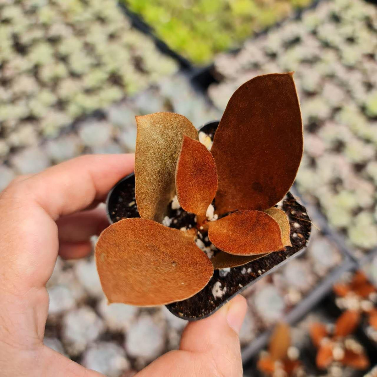 2” pot Kalanchoe Orgyalis 'Copper Spoons'