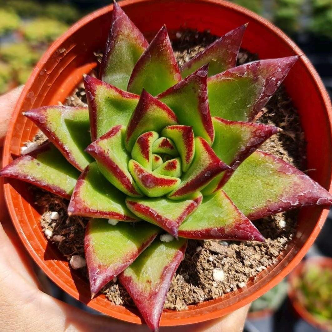 4"pot Succulent Plants echeveria agavoides lip stick