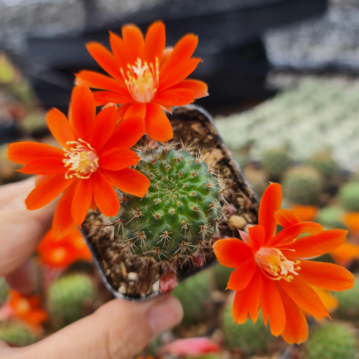 2"pot Rebutia Sp. Cactus