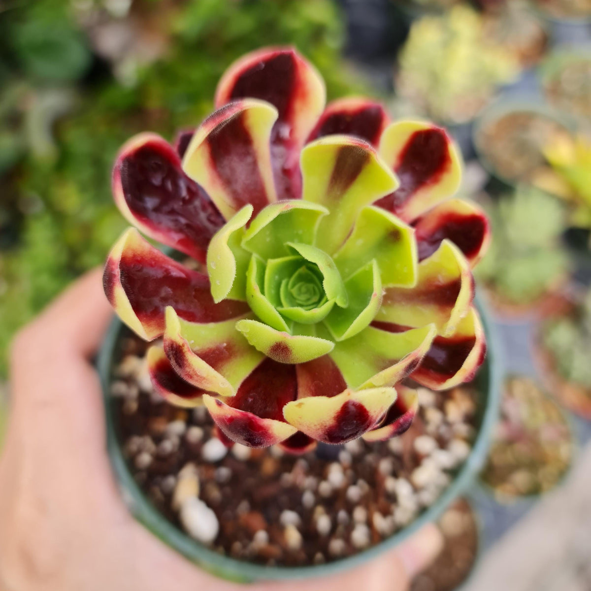 Rare Succulent 4"pot Aeonium 'Superbang'